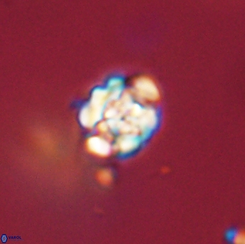 Perideraiolithus ponticus 59156
