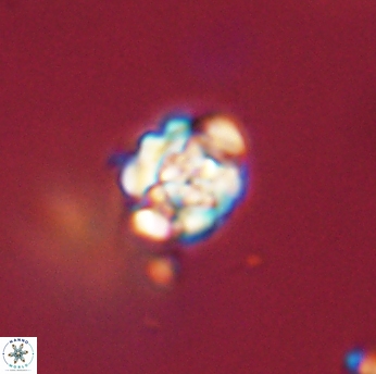 Perideraiolithus ponticus 59156