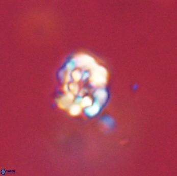 Perideraiolithus ponticus 59157