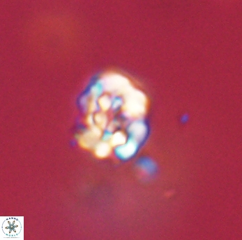 Perideraiolithus ponticus 59157