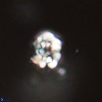 Perideraiolithus ponticus 59158