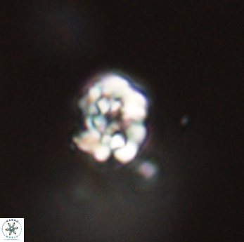 Perideraiolithus ponticus 59158