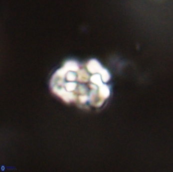 Perideraiolithus ponticus 59159