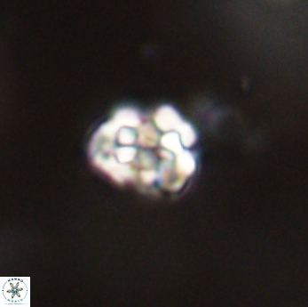 Perideraiolithus ponticus 59159