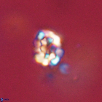 Perideraiolithus ponticus 59150