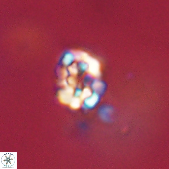 Perideraiolithus ponticus 59150