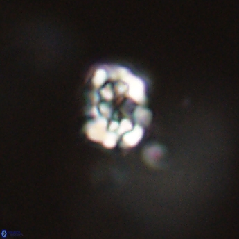 Perideraiolithus ponticus 59151