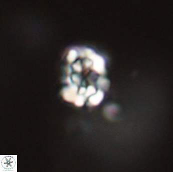 Perideraiolithus ponticus 59151