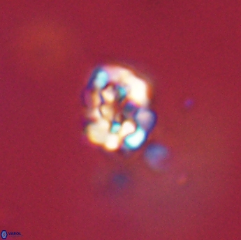 Perideraiolithus ponticus 59152