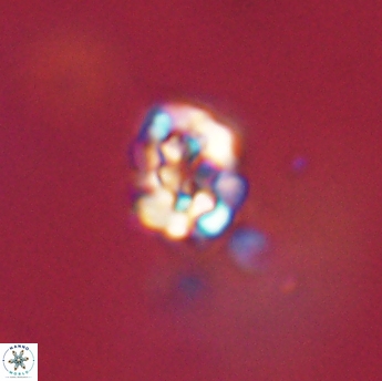 Perideraiolithus ponticus 59152