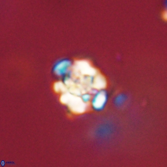 Perideraiolithus ponticus 59153