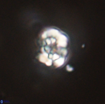 Perideraiolithus ponticus 59164