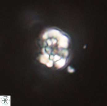 Perideraiolithus ponticus 59164