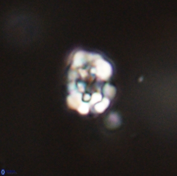 Perideraiolithus ponticus 59165