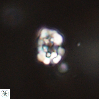 Perideraiolithus ponticus 59165