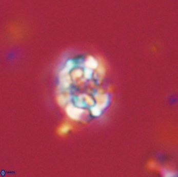 Perideraiolithus ponticus 59167