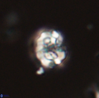 Perideraiolithus ponticus 59168