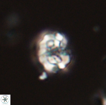 Perideraiolithus ponticus 59168