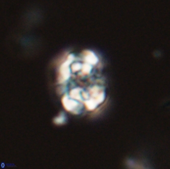 Perideraiolithus ponticus 59169