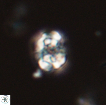 Perideraiolithus ponticus 59169