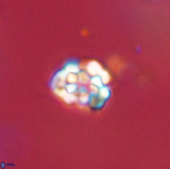 Perideraiolithus ponticus 59160