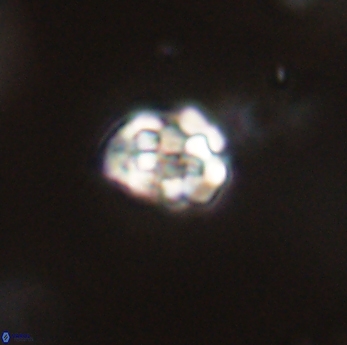 Perideraiolithus ponticus 59161