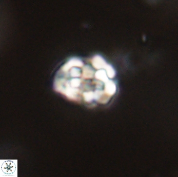 Perideraiolithus ponticus 59161