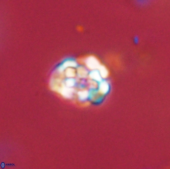 Perideraiolithus ponticus 59162