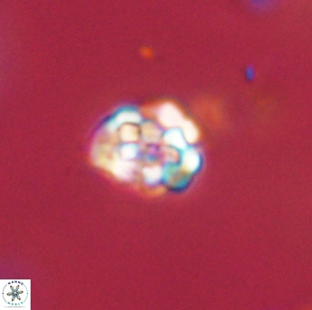 Perideraiolithus ponticus 59162