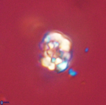 Perideraiolithus ponticus 59163