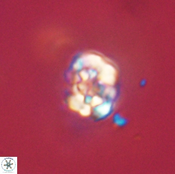 Perideraiolithus ponticus 59163