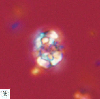 Perideraiolithus ponticus 59170