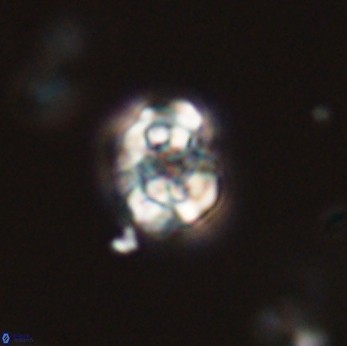Perideraiolithus ponticus 59172