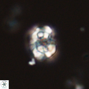 Perideraiolithus ponticus 59172