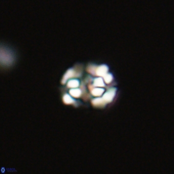 Perideraiolithus ponticus 68966