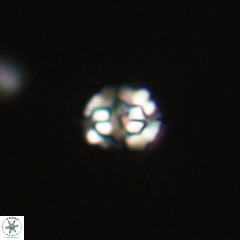 Perideraiolithus ponticus 68966
