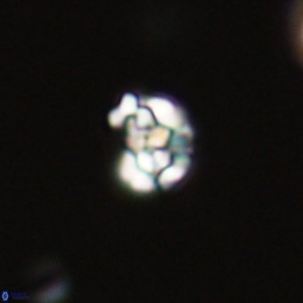 Perideraiolithus ponticus 68974