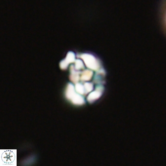 Perideraiolithus ponticus 68974