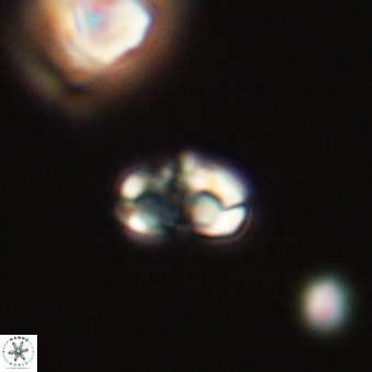 Perideraiolithus ponticus 68975