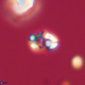 Perideraiolithus ponticus 68976