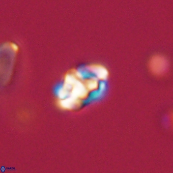 Perideraiolithus ponticus 68977