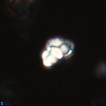 Perideraiolithus ponticus 68978