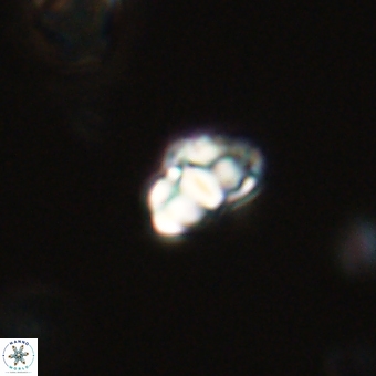 Perideraiolithus ponticus 68978