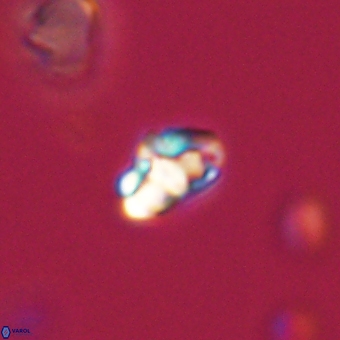 Perideraiolithus ponticus 68979