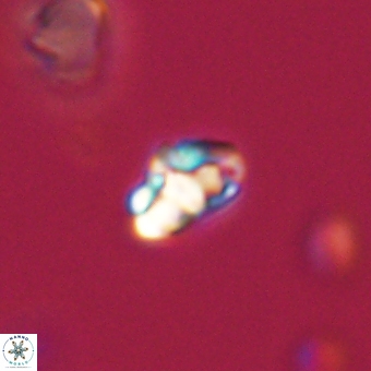 Perideraiolithus ponticus 68979
