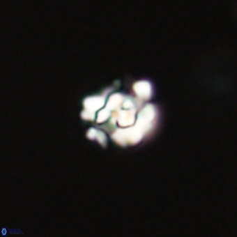 Perideraiolithus ponticus 68971