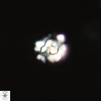 Perideraiolithus ponticus 68971