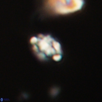 Perideraiolithus ponticus 68981