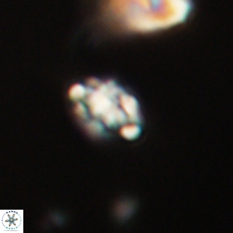 Perideraiolithus ponticus 68981