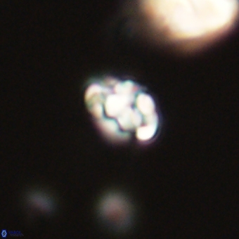 Perideraiolithus ponticus 68982